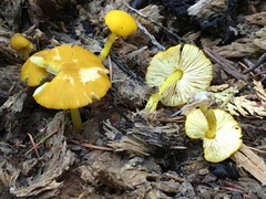 Pluteus admirabilis