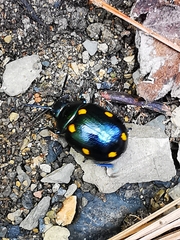 Labidomera suturella