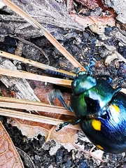 Labidomera suturella