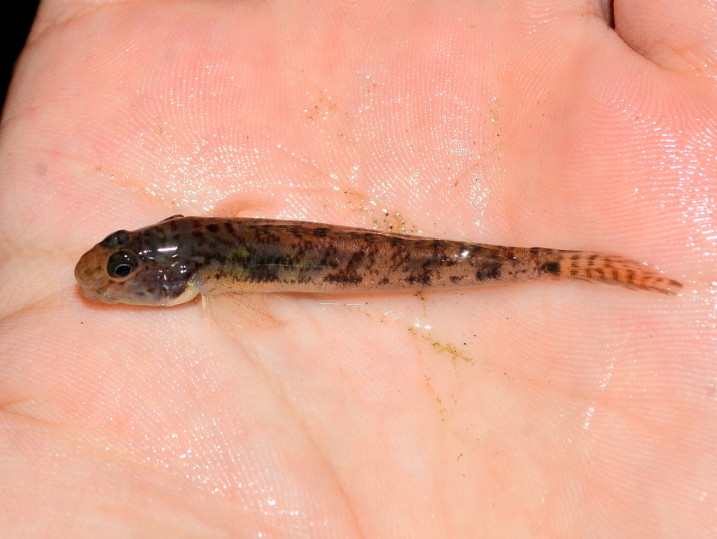 River Goby