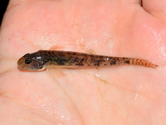 River Goby photo 1