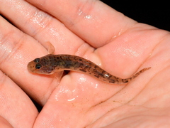 River Goby photo 2