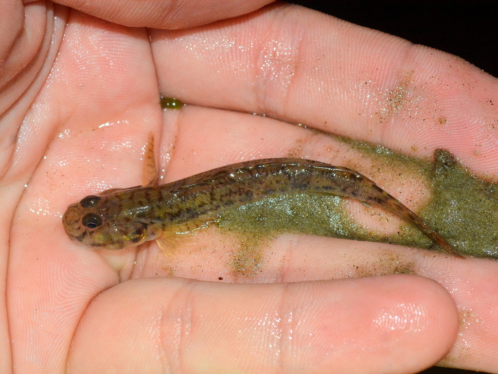 River Goby (Awaous tajasica) — Gobiidae
