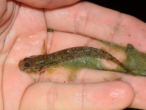 Zandvis-grondel (Awaous tajasica) — Gobiidae
