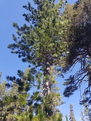 Pinus monticola