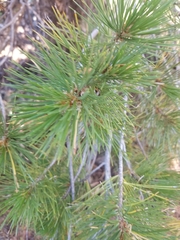 Pinus monticola