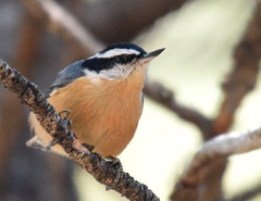 Red-Breasted Nuthatch photo 3