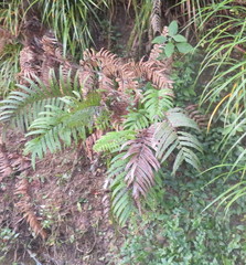 Blechnum novae-zelandiae