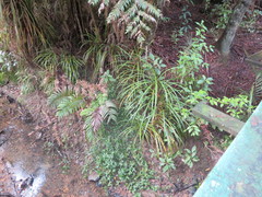 Blechnum novae-zelandiae