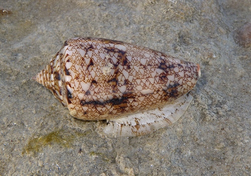Conus victoriae Reeve, 1843