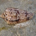 Conus victoriae - Photo (c) johneichler, algunos derechos reservados (CC BY-NC), subido por johneichler