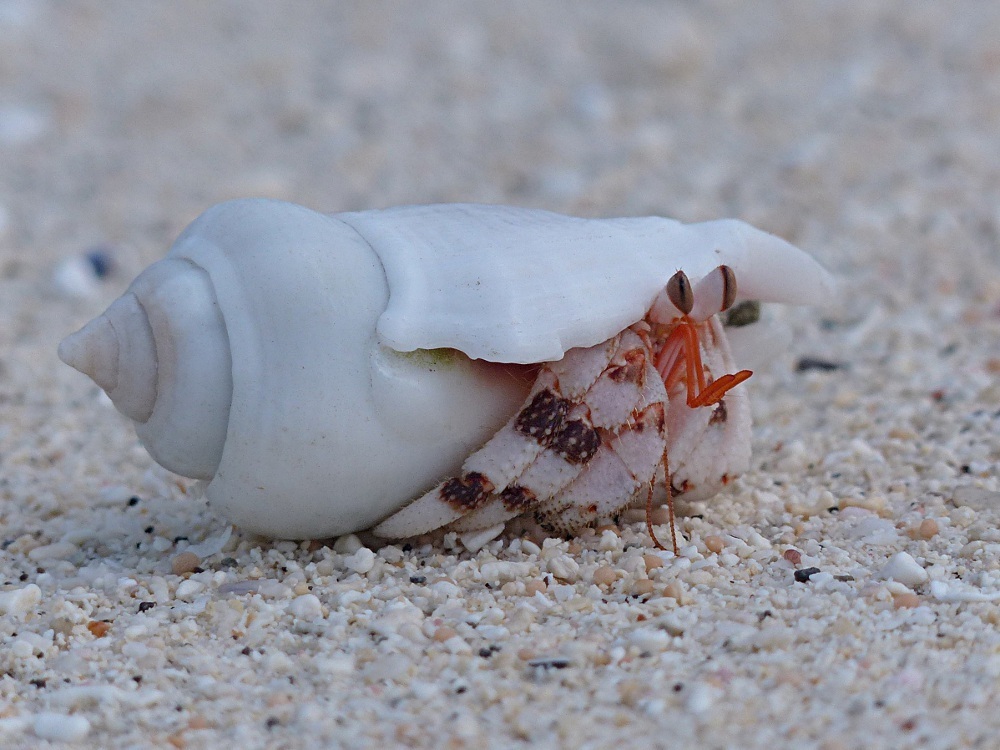 Coenobita carnescens