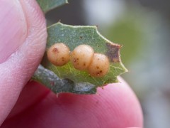 Xanthoteras eburneum