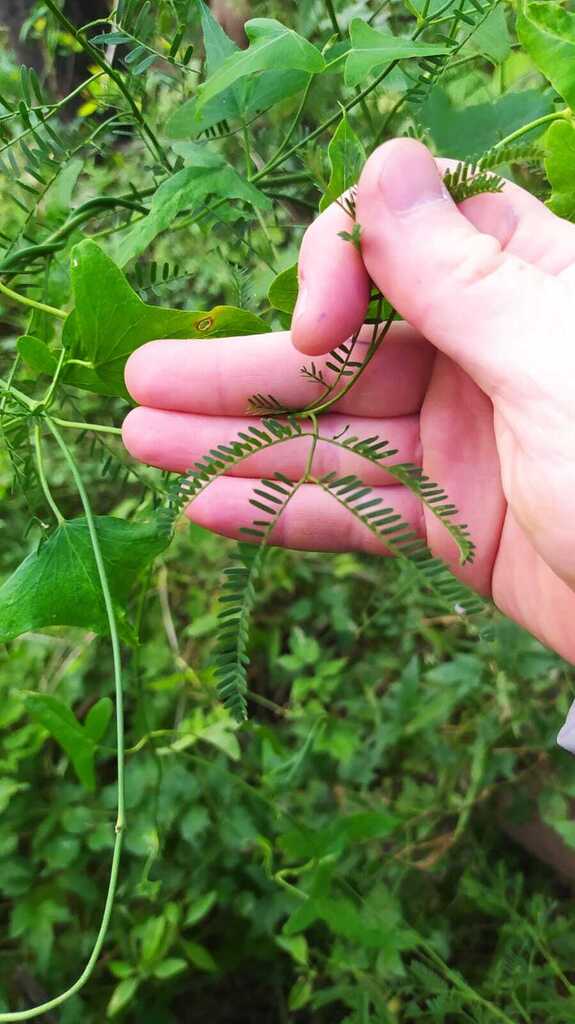 Prosopis nigra (Griseb.) Hieron. 4