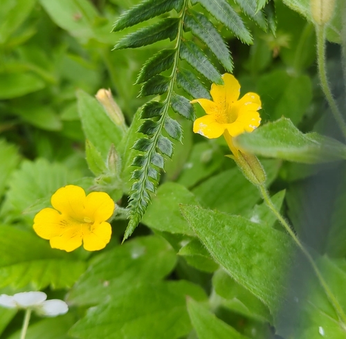Erythranthe ptilota (Erythranthe ptilota)