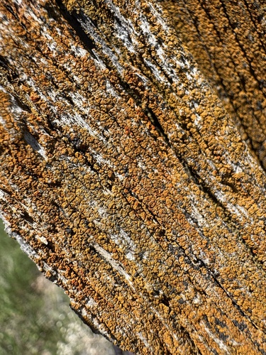 Villophora microphyllina