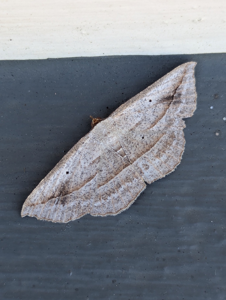 Nadagara irretracta