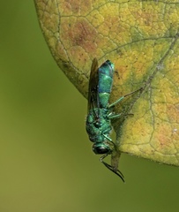 Chrysis cessata