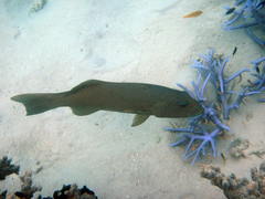 Plectropomus leopardus