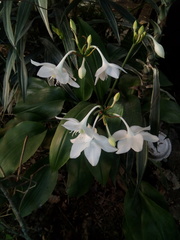 Image of Eucharis grandiflora