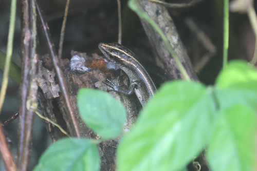 Emoia caeruleocauda observed 2025-05-31