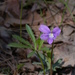 Britton's Coast Violet - Photo (c) mhough, some rights reserved (CC BY-NC), uploaded by mhough
