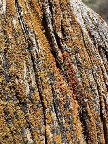 Villophora microphyllina