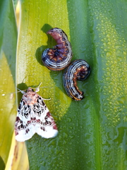 Spodoptera picta