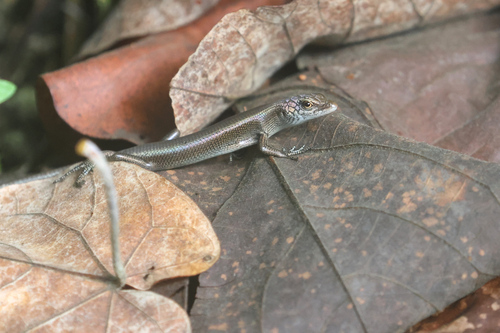 Emoia caeruleocauda observed 2025-05-31
