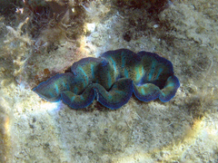 Tridacna crocea