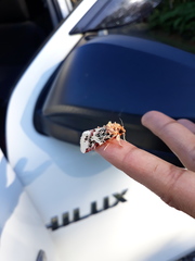 Spodoptera picta