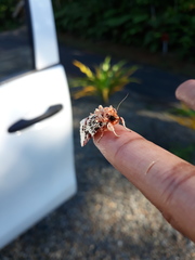 Spodoptera picta
