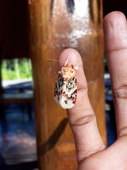 Spodoptera picta