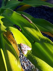 Spodoptera picta