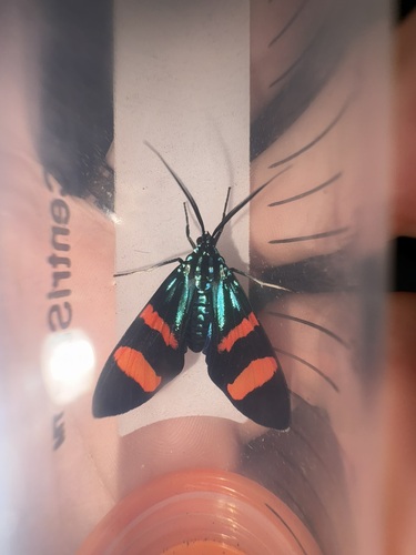 Uranophora felderi