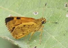 Pardaleodes incerta incerta