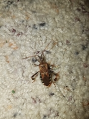 Leptoglossus occidentalis
