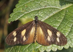 Acraea lycoa