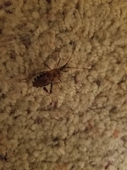 Leptoglossus occidentalis