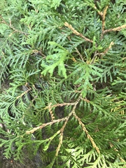 Thuja occidentalis