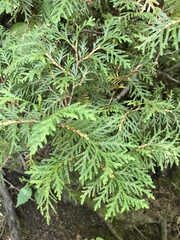 Thuja occidentalis