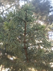 Abies magnifica magnifica