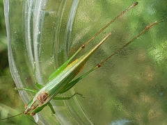 Conocephalus cinereus