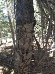 Abies magnifica magnifica