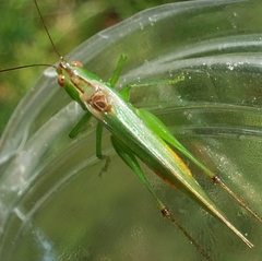 Conocephalus cinereus