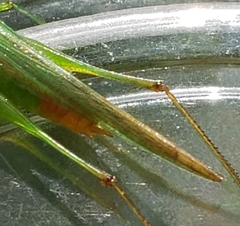 Conocephalus cinereus