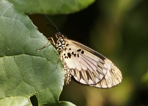 Orange-streak Acraea