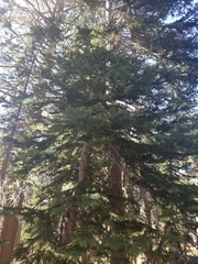 Abies magnifica magnifica