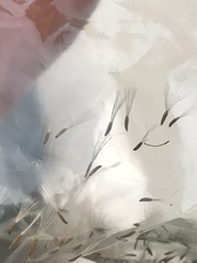 Symphyotrichum expansum