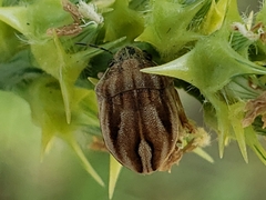 Homaemus